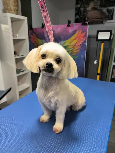 Grooming z kłaczkiem - fryzjer dla psów i kotów